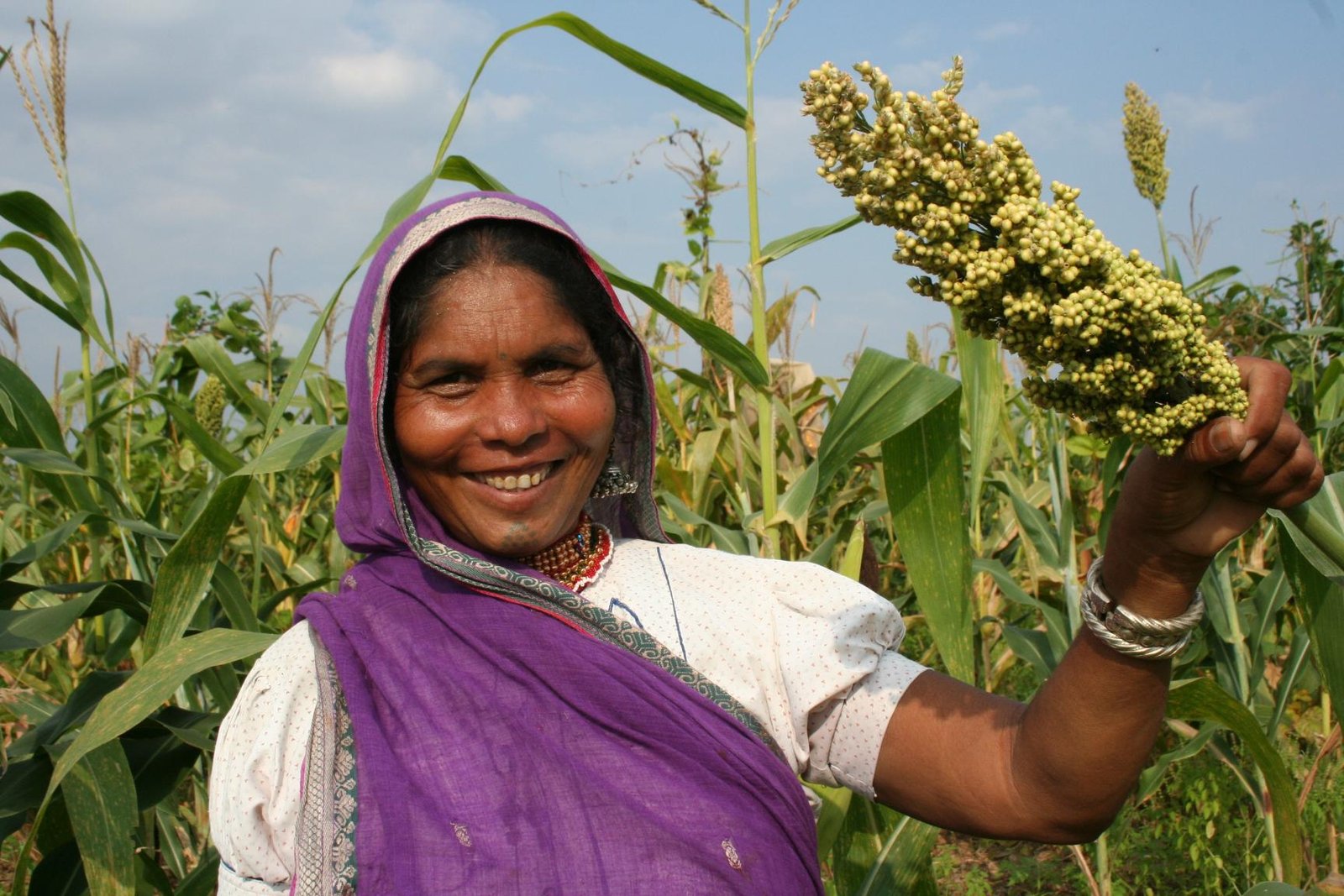 jowar_crop (1)