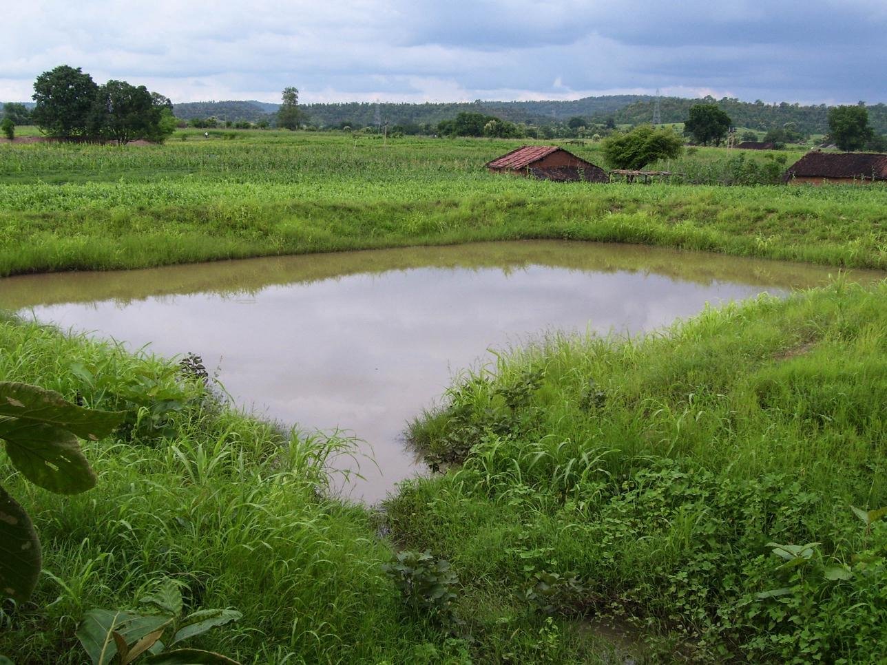 06Farm Pond  in monsoon